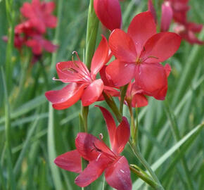 Říční lilie 'Major' - Schizostylis coccinea 'Major'