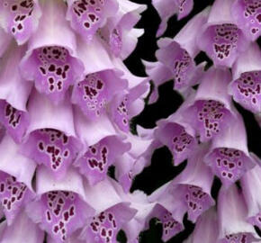 Náprstník červený 'Castor Lavender' - Digitalis purpurea 'Castor Lavender'