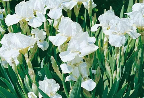 Kosatec nízký 'White Gem' - Iris barbata-nana 'White Gem'