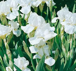 Kosatec nízký 'White Gem' - Iris barbata-nana 'White Gem'