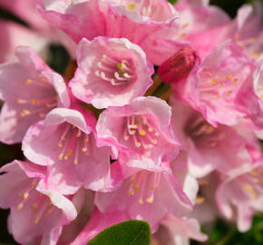 Pěnišník 'Bloombux Magenta‘® - Rhododendron micranthum 'Bloombux Magenta‘®