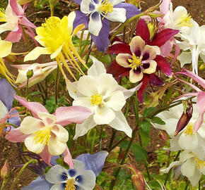 Orliček 'McKana Hybrids' - Aquilegia caerulea 'McKana Hybrids'