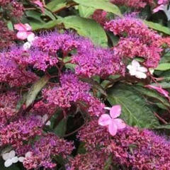 Hortenzie drsná 'Rosemary Foster' - Hydrangea aspera 'Rosemary Foster'