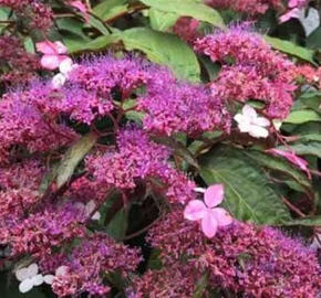 Hortenzie drsná 'Rosemary Foster' - Hydrangea aspera 'Rosemary Foster'