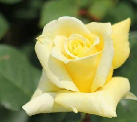 Růže velkokvětá 'Helmut Schmidt' - Rosa VK 'Helmut Schmidt'