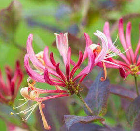 Zimolez ovíjivý 'Belgica' - Lonicera periclymenum 'Belgica'