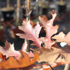 Dub bahenní 'Isabel' - Quercus palustris 'Isabel'