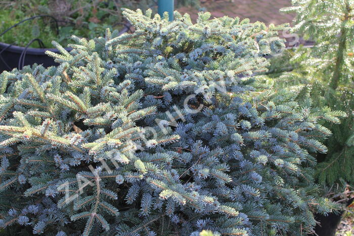 Smrk 'Machala' - Picea mariorika 'Machala'