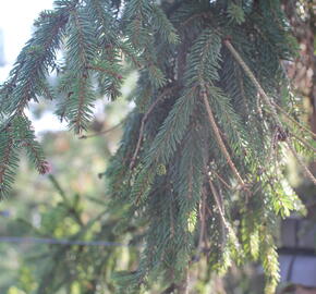 Smrk ztepilý 'Rothenhaus' - Picea abies 'Rothenhaus'