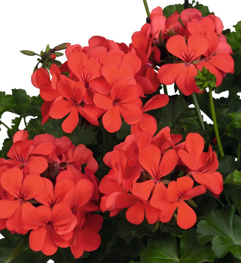 Muškát, pelargonie převislá jednoduchá 'Grand Idols Orange' - Pelargonium peltatum 'Grand Idols Orange'