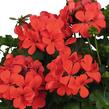 Muškát, pelargonie převislá jednoduchá 'Grand Idols Orange' - Pelargonium peltatum 'Grand Idols Orange'