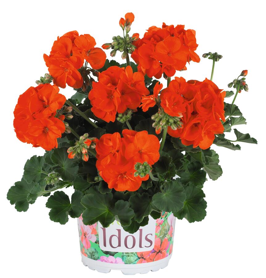 Muškát, pelargonie páskatá 'Green Idols Orange' - Pelargonium zonale 'Green Idols Orange'