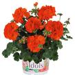 Muškát, pelargonie páskatá 'Green Idols Orange' - Pelargonium zonale 'Green Idols Orange'