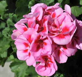 Muškát, pelargonie páskatá 'Savannah Pink Mega Splash' - Pelargonium zonale 'Savannah Pink Mega Splash'