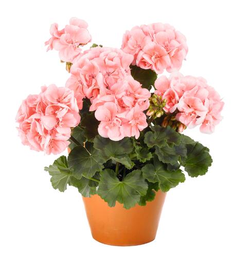 Muškát, pelargonie páskatá 'Savannah Light Salmon' - Pelargonium zonale 'Savannah Light Salmon'