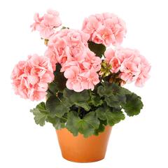 Muškát, pelargonie páskatá 'Savannah Light Salmon' - Pelargonium zonale 'Savannah Light Salmon'