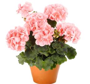 Muškát, pelargonie páskatá 'Savannah Light Salmon' - Pelargonium zonale 'Savannah Light Salmon'