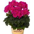 Muškát, pelargonie páskatá 'Savannah TexMex Merlot Sizzle' - Pelargonium zonale 'Savannah TexMex Merlot Sizzle'