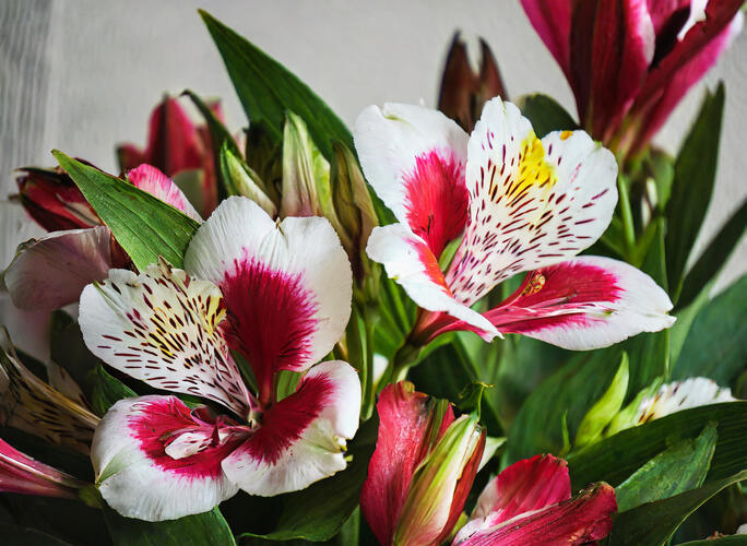 Alstromérie, boubelka 'Inticancha Maya' - Alstroemeria hybrida 'Inticancha Maya'