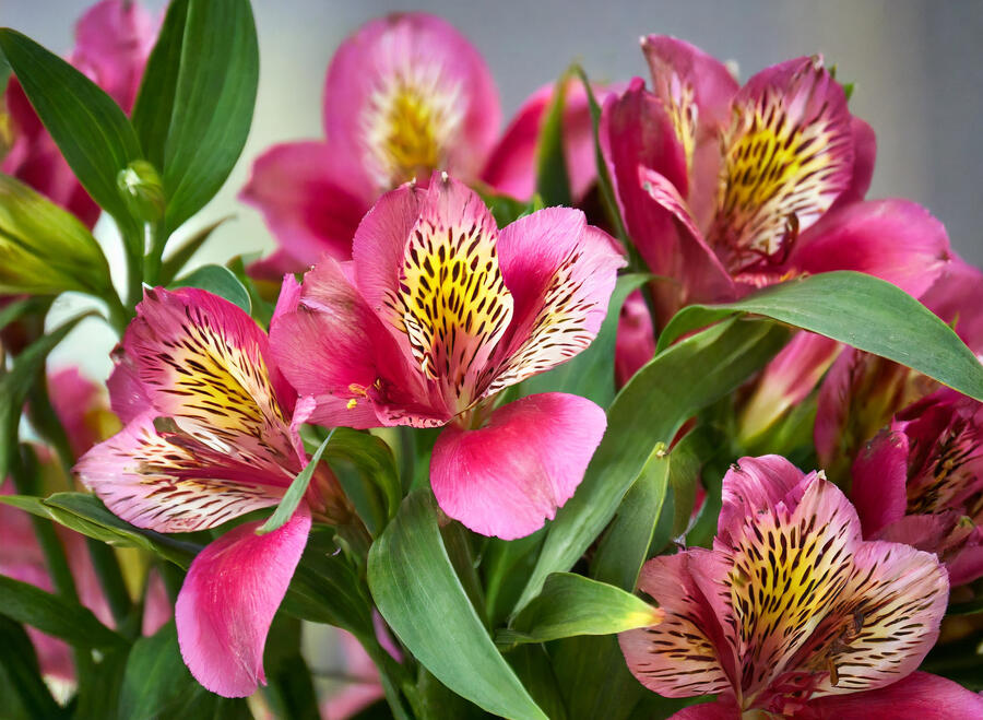 Alstromérie, boubelka 'Inticancha Malaga' - Alstroemeria hybrida 'Inticancha Malaga'