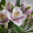 Alstromérie, boubelka 'Inticancha Malaga' - Alstroemeria hybrida 'Inticancha Moonlight'