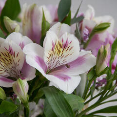 Alstromérie, boubelka 'Inticancha Malaga' - Alstroemeria hybrida 'Inticancha Moonlight'