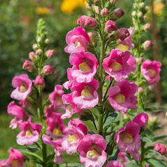 Hledík větší 'Dazzling Lips Pink' - Antirrhinum majus 'Dazzling Lips Pink'