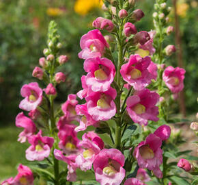 Hledík větší 'Dazzling Lips Pink' - Antirrhinum majus 'Dazzling Lips Pink'