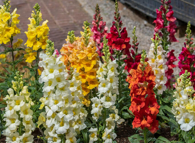 Hledík větší 'Twiny Mix' - Antirrhinum majus 'Twiny Mix'