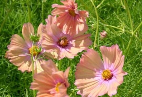 Krásenka zpeřená 'Apricotta' - Cosmos bipinnatus 'Apricotta'