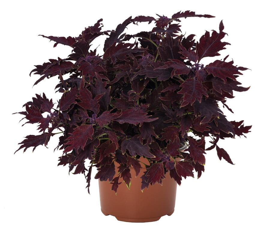 Pokojová kopřiva 'Dallas' - Coleus blumei 'Dallas'