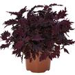 Pokojová kopřiva 'Dallas' - Coleus blumei 'Dallas'