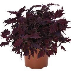 Pokojová kopřiva 'Dallas' - Coleus blumei 'Dallas'