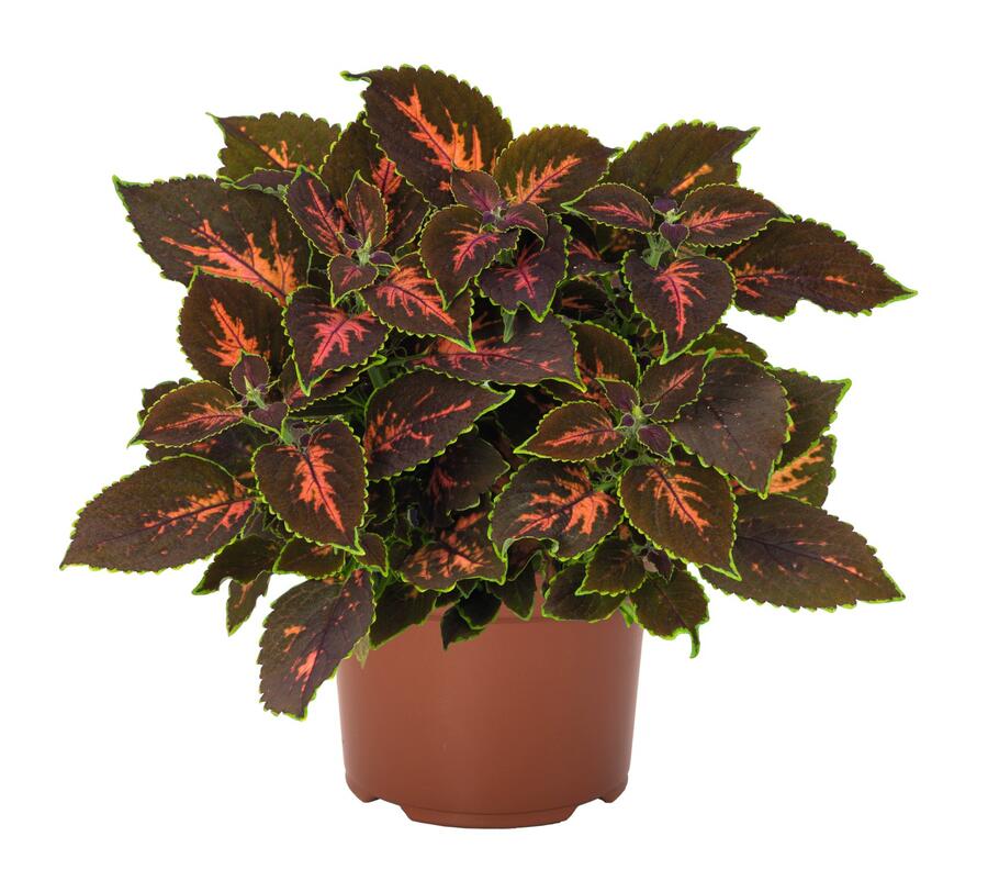 Pokojová kopřiva 'Gardner Street' - Coleus blumei 'Gardner Street'