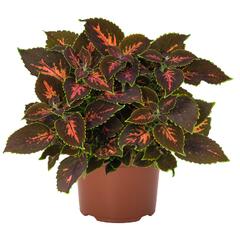 Pokojová kopřiva 'Gardner Street' - Coleus blumei 'Gardner Street'