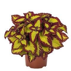 Pokojová kopřiva 'Velvet' - Coleus blumei 'Velvet'