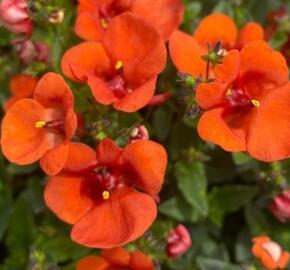 Ostruhatka 'Efjes XXL Orange' - Diascia elegans 'Efjes XXL Orange'