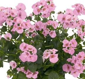 Ostruhatka 'Efjes XXL Rose' - Diascia elegans 'Efjes XXL Rose'