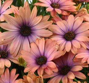 Dvoutvárka 'Osticade Aurora' - Osteospermum ecklonis 'Osticade Aurora'