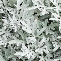 Starček přímořský 'Silverdust' - Senecio bicolor 'Silverdust'