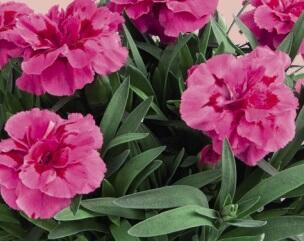 Hvozdík karafiát 'Oscar'' - Dianthus caryophyllus 'Oscar®'