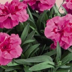 Hvozdík karafiát 'Oscar'' - Dianthus caryophyllus 'Oscar®'