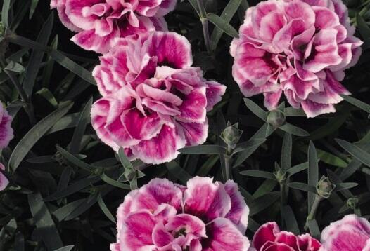 Hvozdík karafiát 'Capitan Sir Henry' - Dianthus caryophyllus 'Capitan Sir Henry'