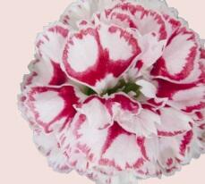 Hvozdík karafiát 'Capitan Marco' - Dianthus caryophyllus 'Capitan Marco'