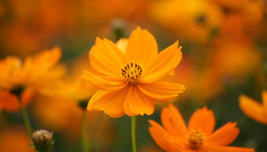 Krásenka sírožlutá 'Cosmic Orange' - Cosmos sulphureus 'Cosmic Orange'