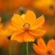 Krásenka sírožlutá 'Cosmic Orange' - Cosmos sulphureus 'Cosmic Orange'