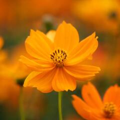 Krásenka sírožlutá 'Cosmic Orange' - Cosmos sulphureus 'Cosmic Orange'