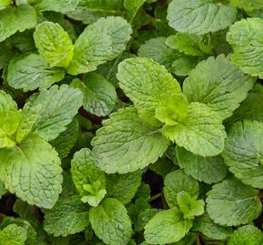 Máta klasnatá, jahodová 'Strawberry mint' - Mentha spicata 'Strawberry mint'