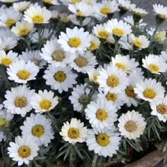 Kopretina pařížská 'Aramis Milk' - Argyranthemum frutescens 'Aramis Milk'