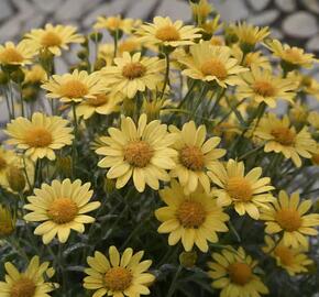 Kopretina pařížská 'Aramis Sun' - Argyranthemum frutescens 'Aramis Sun'